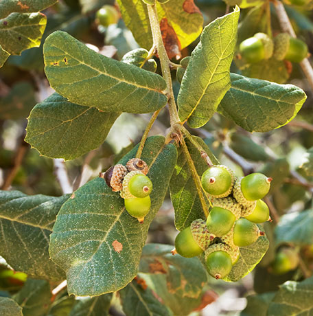 Netleaf Oak Quercus rugosa 