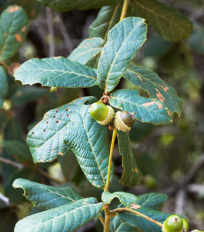 Netleaf Oak Quercus rugosa 