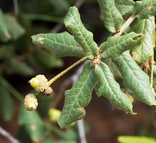 Netleaf Oak Quercus rugosa 
