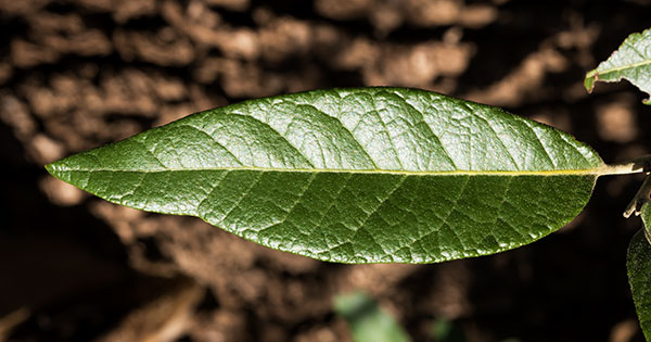 Silverleaf Oak Quercus hypoleucoides 