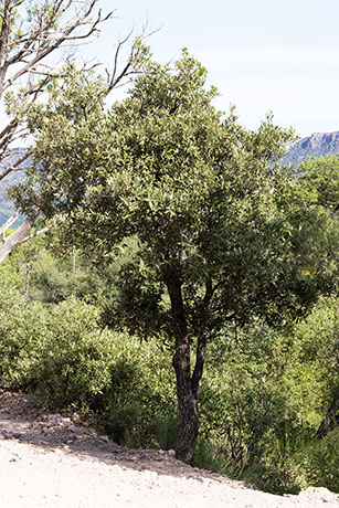 Silverleaf Oak Quercus hypoleucoides 