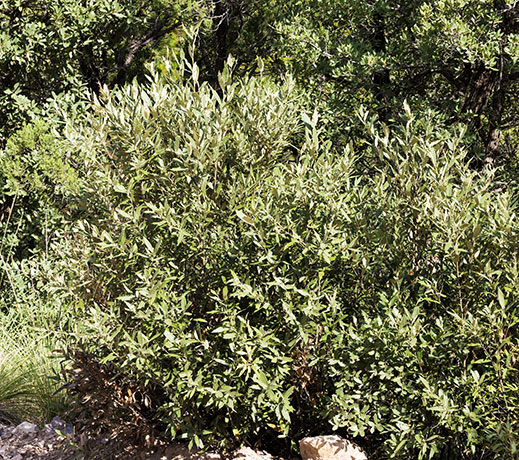 Silverleaf Oak Quercus hypoleucoides 