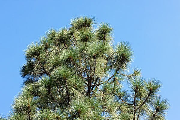 Apache Pine Pinus engelmannii