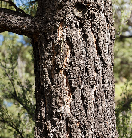 Apache Pine Pinus engelmannii
