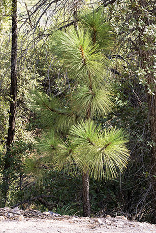 Apache Pine Pinus engelmannii