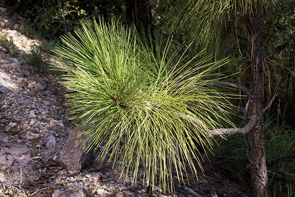 Apache Pine Pinus engelmannii