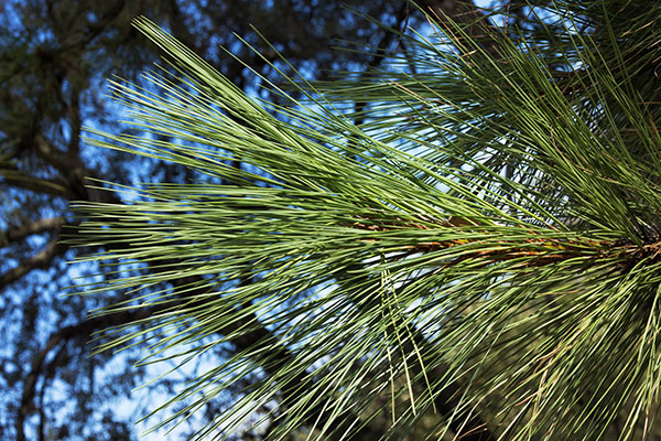 Apache Pine Pinus engelmannii