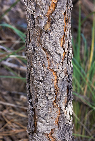Apache Pine Pinus engelmannii