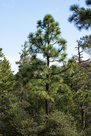 Apache Pine Pinus engelmannii