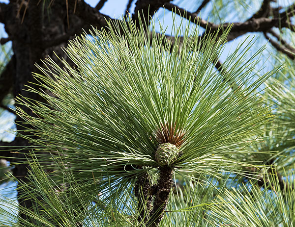 Apache Pine Pinus engelmannii