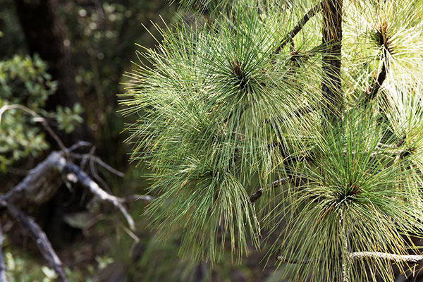Apache Pine Pinus engelmannii