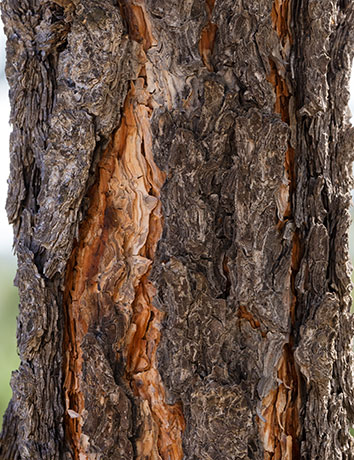 Apache Pine Pinus engelmannii