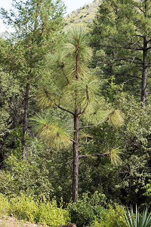 Apache Pine Pinus engelmannii