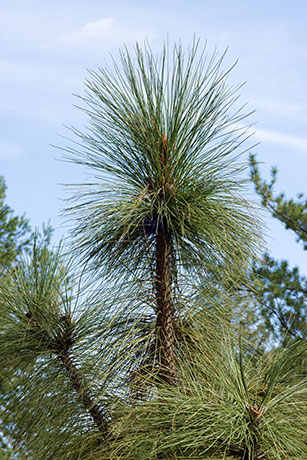Apache Pine Pinus engelmannii