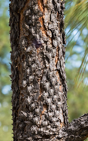 Apache Pine Pinus engelmannii