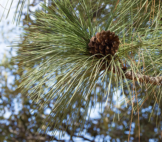 Apache Pine Pinus engelmannii