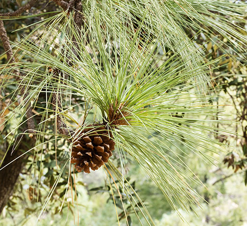 Apache Pine Pinus engelmannii