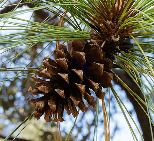 Apache Pine Pinus engelmannii