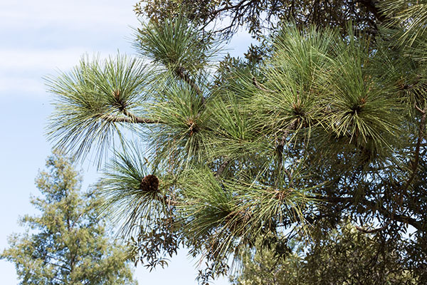 Apache Pine Pinus engelmannii
