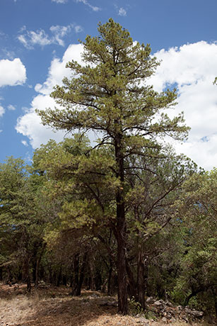 Chihuahua Pine Pinus leiophylla var. chihuahuana Pinus chihuahuana 