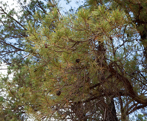 Chihuahua Pine Pinus leiophylla var. chihuahuana Pinus chihuahuana 