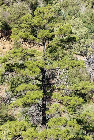 Chihuahua Pine Pinus leiophylla var. chihuahuana Pinus chihuahuana 