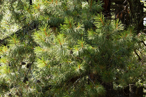 Chihuahua Pine Pinus leiophylla var. chihuahuana Pinus chihuahuana 
