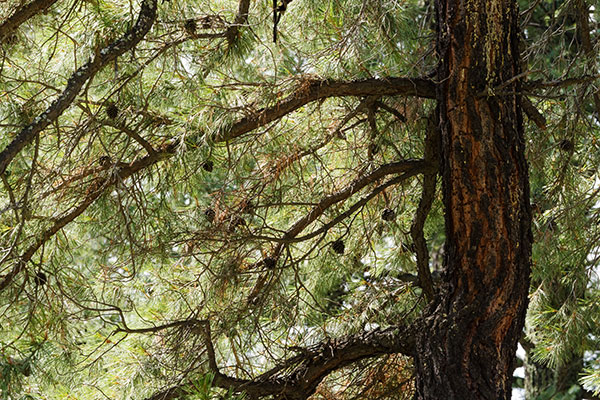 Chihuahua Pine Pinus leiophylla var. chihuahuana Pinus chihuahuana 