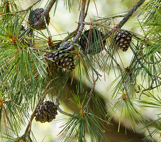 Chihuahua Pine Pinus leiophylla var. chihuahuana Pinus chihuahuana 