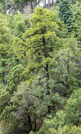 Chihuahua Pine Pinus leiophylla var. chihuahuana Pinus chihuahuana 