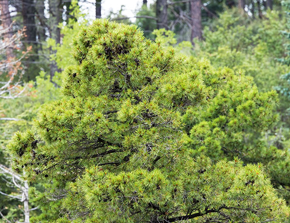 Chihuahua Pine Pinus leiophylla var. chihuahuana Pinus chihuahuana 