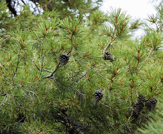 Chihuahua Pine Pinus leiophylla var. chihuahuana Pinus chihuahuana 