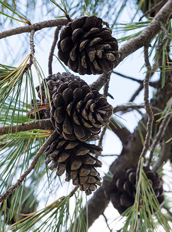 Chihuahua Pine Pinus leiophylla var. chihuahuana Pinus chihuahuana 