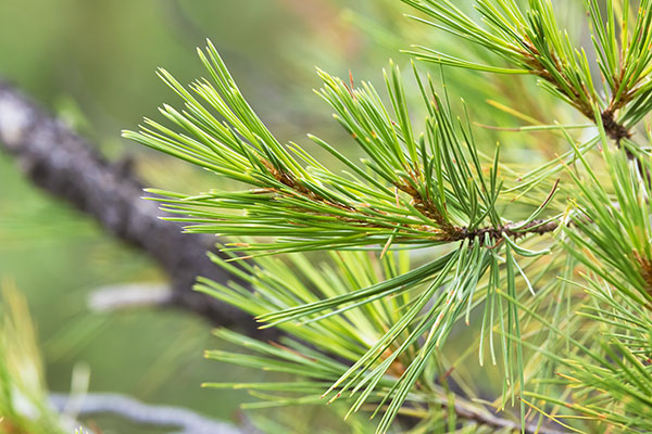 Chihuahua Pine Pinus leiophylla var. chihuahuana Pinus chihuahuana 