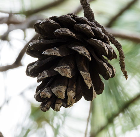 Chihuahua Pine Pinus leiophylla var. chihuahuana Pinus chihuahuana 