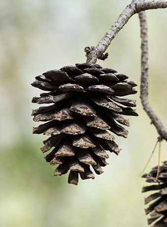 Chihuahua Pine Pinus leiophylla var. chihuahuana Pinus chihuahuana 