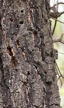 Chihuahua Pine Pinus leiophylla var. chihuahuana Pinus chihuahuana 