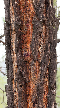 Chihuahua Pine Pinus leiophylla var. chihuahuana Pinus chihuahuana 