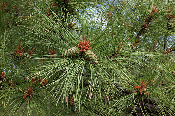 Ponderosa Pine Pinus ponderosa Cones 