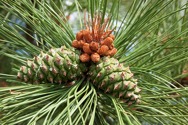 Ponderosa Pine Pinus ponderosa Cones 