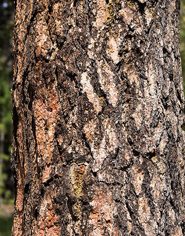 Ponderosa Pine Pinus ponderosa 