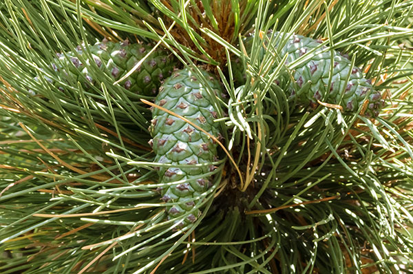 Ponderosa Pine Pinus ponderosa 