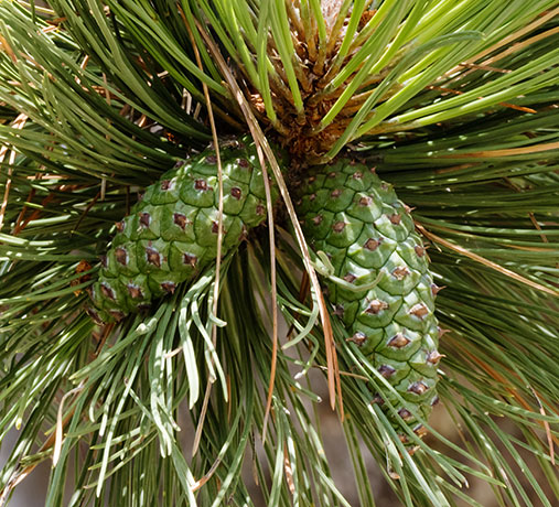 Ponderosa Pine Pinus ponderosa 