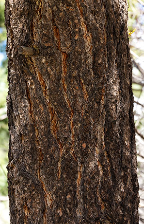 Ponderosa Pine Pinus ponderosa 