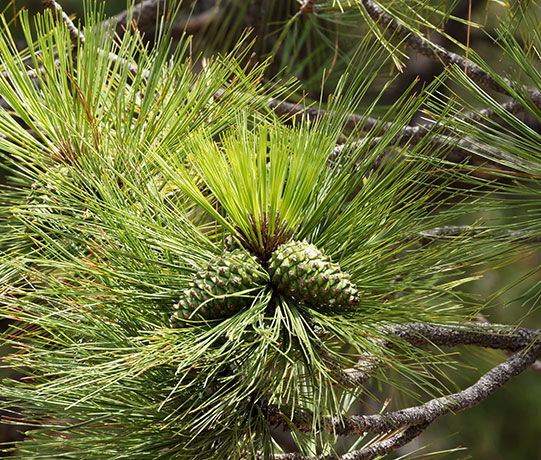 Ponderosa Pine Pinus ponderosa 
