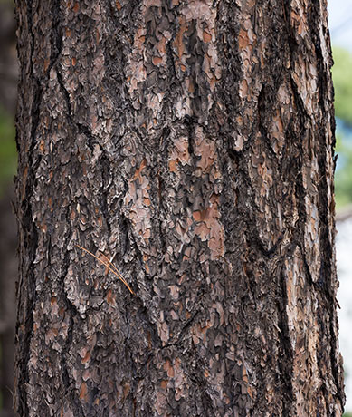 Ponderosa Pine Pinus ponderosa 