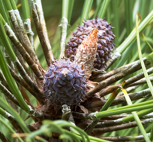 Ponderosa Pine Pinus ponderosa 