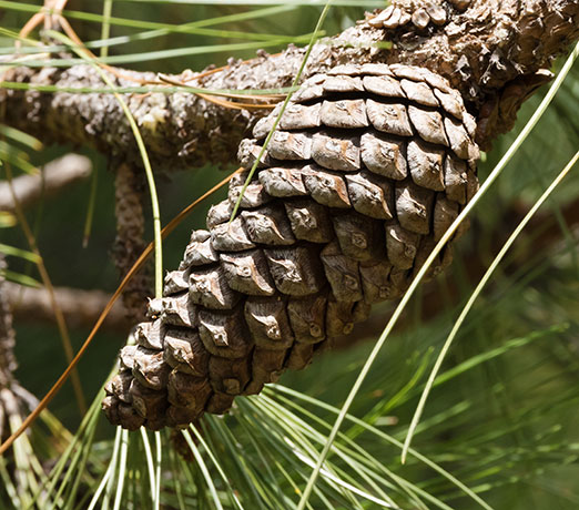 Ponderosa Pine Pinus ponderosa 