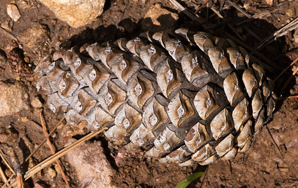Ponderosa Pine Pinus ponderosa 