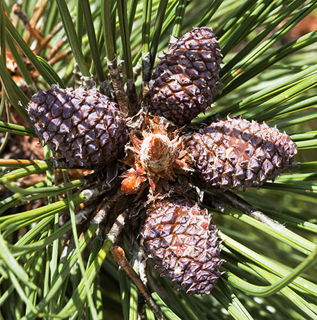 Ponderosa Pine Pinus ponderosa 